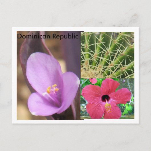 ドミニカ共和国 ポストカード (正面)