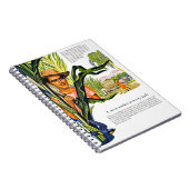 ドミニカ共和国、杖砂糖のプランテーション、 ノートブック (右側)