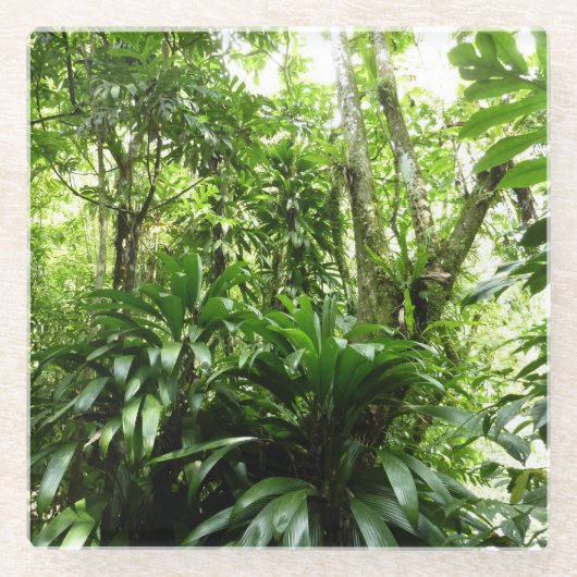ドミニカ熱帯緑の熱帯雨林I自然 ガラスコースター (正面)