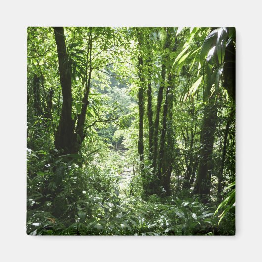 ドミニカ熱帯雨林II熱帯緑 マグネット (正面)