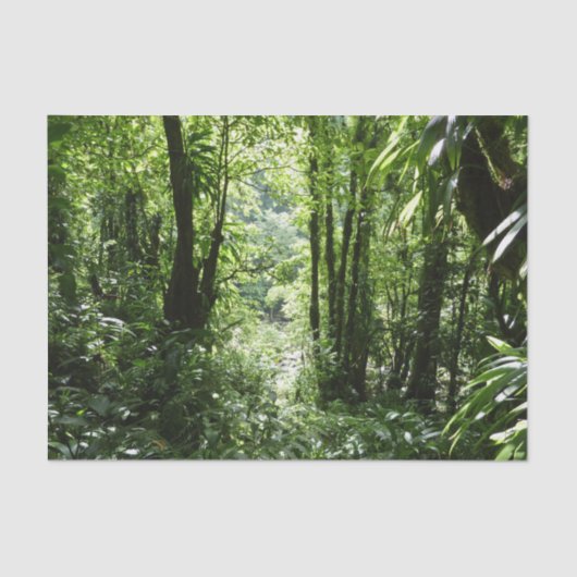 ドミニカ熱帯雨林II熱帯緑 薄葉紙 (正面)