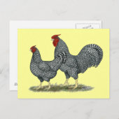 ドミニク風チキン ポストカード (正面/裏面)
