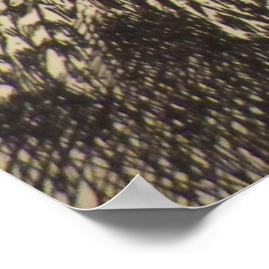 ドミニク鶏 ポスター (角)