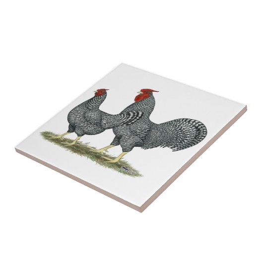 ドミニックの鶏 タイル (側面)