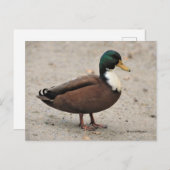 ドメスティックマラードデュクレアバイブドオッドアヒル ポストカード (正面/裏面)