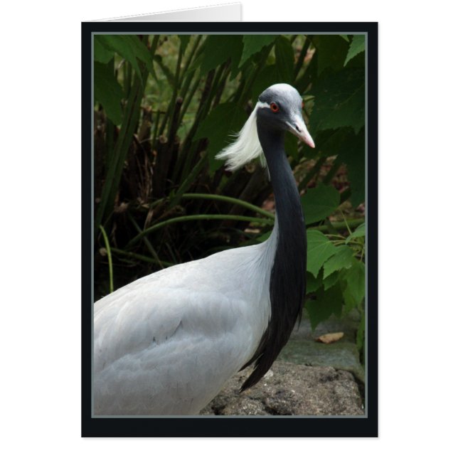 ドモゼル・クレーン (正面)