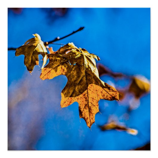 ドライオークの葉 – 春は遠くない ポスター (正面)