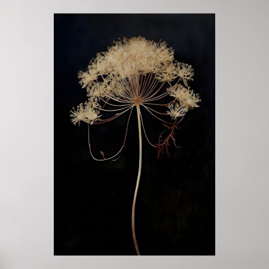 ドライクイーンズレースフラワー ダークアカデミア 暗色 ポスター (正面)