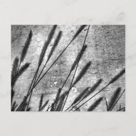 ドライグラスコンクリート壁（白黒） ポストカード