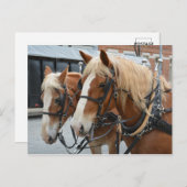 ドライビングハーネス付き美しい馬 ポストカード (正面/裏面)