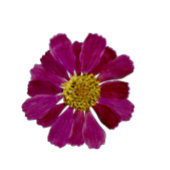 ドライフラワーウォーターカラーブライダルシャワー招待 招待状