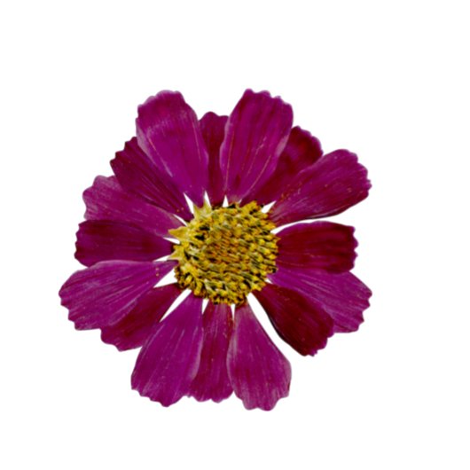 ドライフラワーウォーターカラーブライダルシャワー招待 招待状