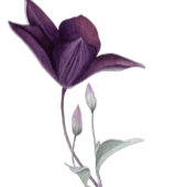 ドライフラワーウォーターカラーブライダルシャワー招待 招待状