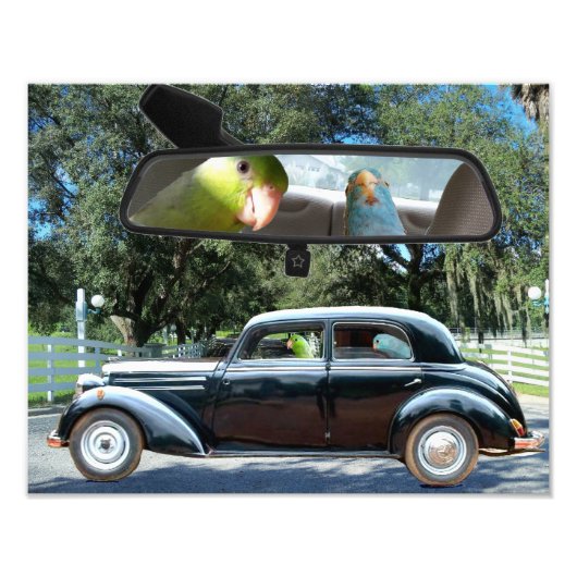 ドライブ恋しく思デイジーパシフィックパロットレ写真 フォトプリント (正面)