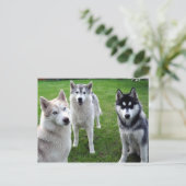 ドライレイ ポストカード (スタンド正面)