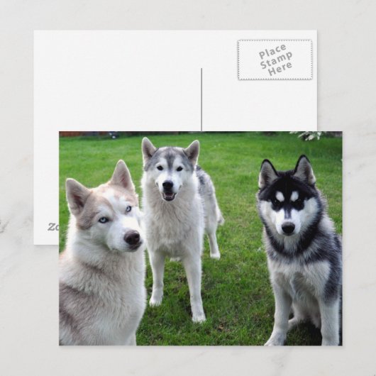 ドライレイ ポストカード (正面/裏面)