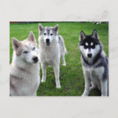 ドライレイ ポストカード (正面)