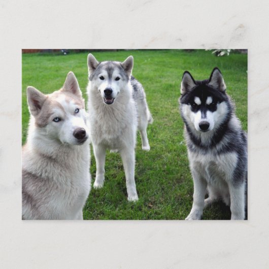 ドライレイ ポストカード (正面)