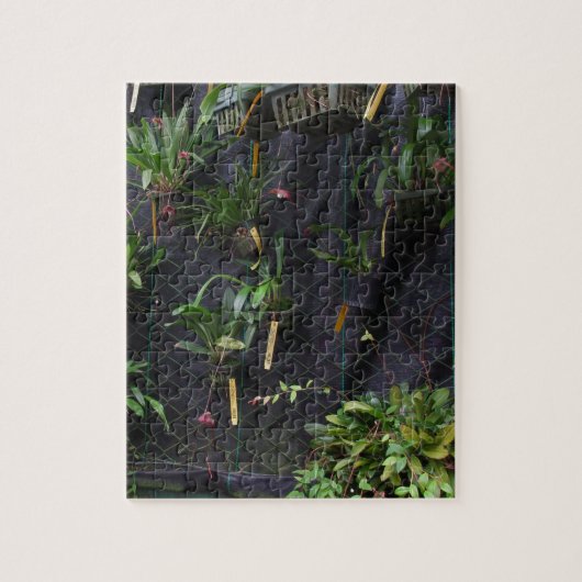 ドラキュラオーキッド ジグソーパズル (縦)