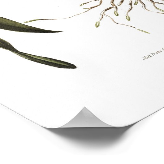 ドラクによるブラシ恋しく思ア・ヴェルルコサ。 ポスター (角)