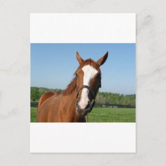 ドラグズトゥリッチのヘッドショット ポストカード