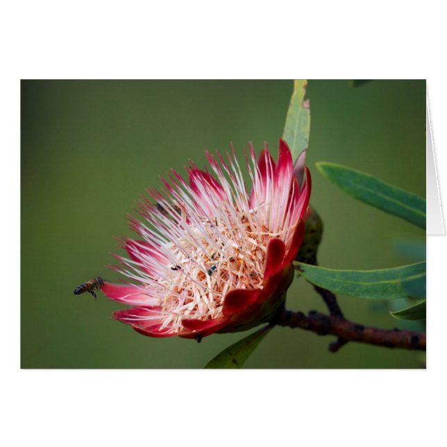 ドラケンスバーグシュガーブッシュ (Protea Dracomontana) (正面横)