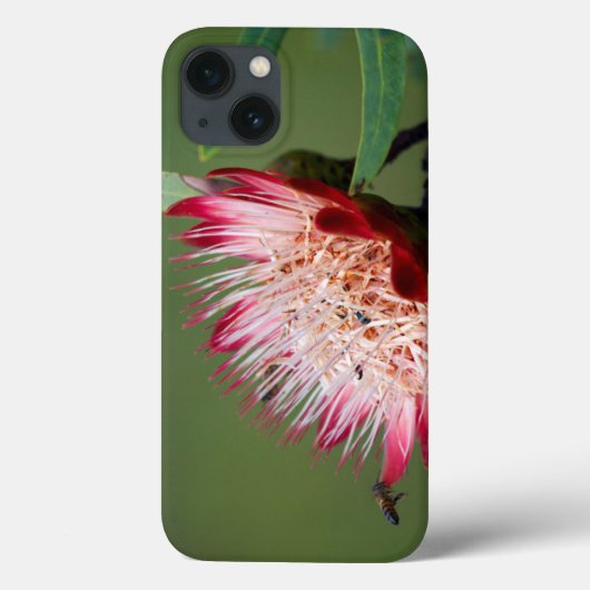 ドラケンスバーグシュガーブッシュ (Protea Dracomontana) Case-Mate iPhoneケース (裏面)