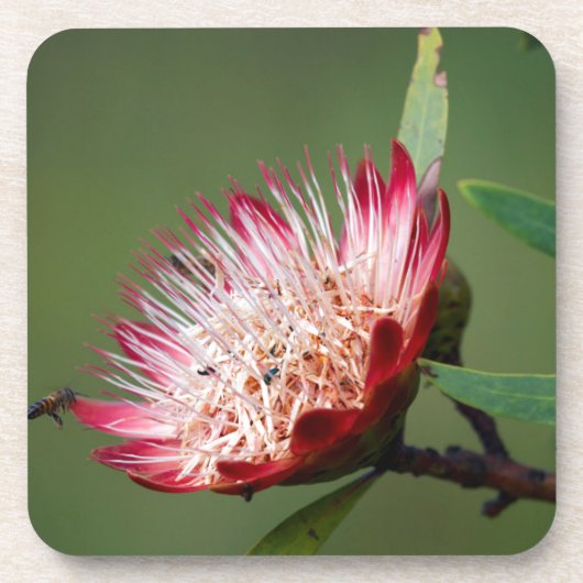 ドラケンスバーグ・シュガーブッシュ (Protea Dracomontana) コースター (正面)