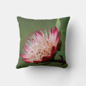 ドラケンズベルク·シュガーブッシュ（プロテア·ドラコモンタナ） クッション (裏面)