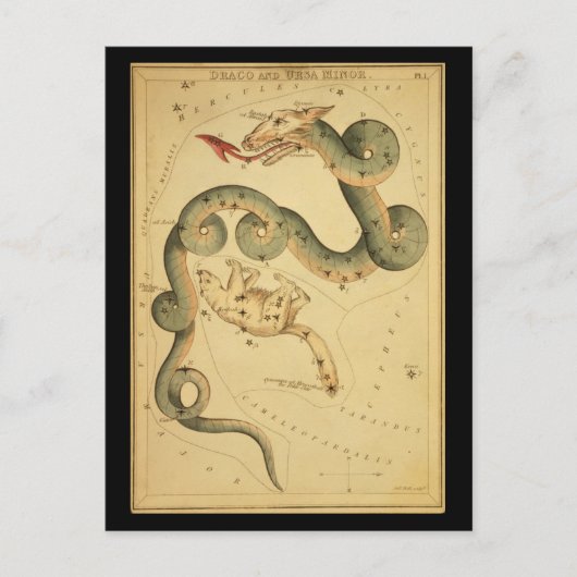 ドラコとウルサのマイナー ポストカード (正面)