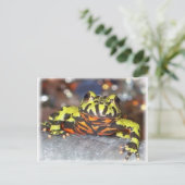 ドラゴオリエンタルファイアベリートードはがき ポストカード (スタンド正面)