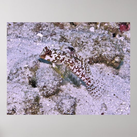 ドラゴネテ ポスター (正面)