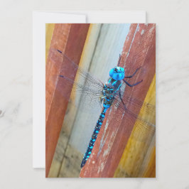 ドラゴンのはえ5 x 7表現または挨拶状 サンキューカード