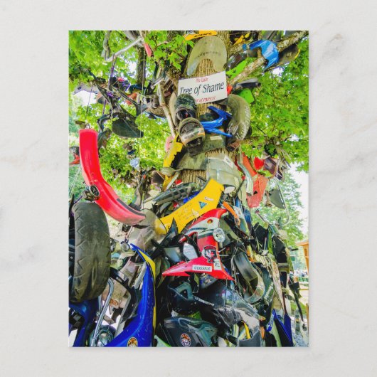 ドラゴンの恥の尾の木 ポストカード (正面)