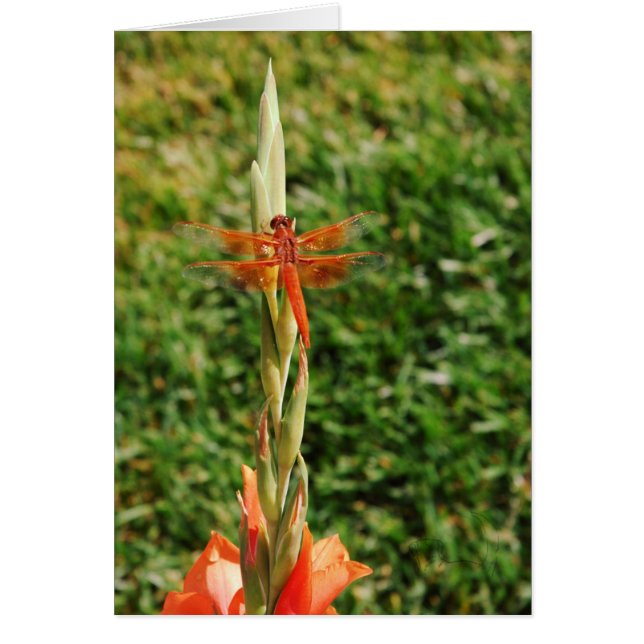 ドラゴンを追う (正面)