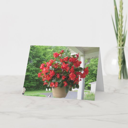 ドラゴンウィングベゴニア カード (正面)