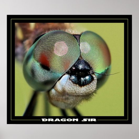 ドラゴンサー ポスター (正面)