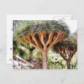 ドラゴンズの血の木 ポストカード (正面/裏面)