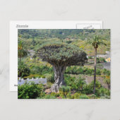 ドラゴンツリーアットテネリフェ ポストカード (正面/裏面)