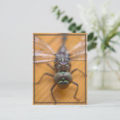 ドラゴンフライが見える ポストカード (スタンド正面)