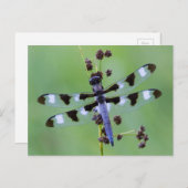 ドラゴンフライは草の上に置かれた,カナダ ポストカード (正面/裏面)