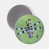 ドラゴンフライは草の上に置かれた，カナダ マグネット (正面/裏面)