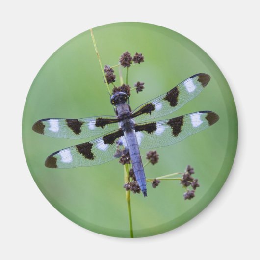 ドラゴンフライは草の上に置かれた，カナダ マグネット (正面)