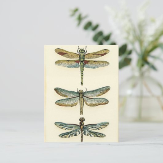 ドラゴンフライコレクションバイチャリカリアザリス ポストカード (スタンド正面)