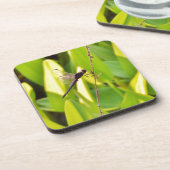 ドラゴンフライ青と黒の芝生。 コースター (左側)