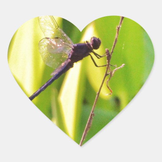 ドラゴンフライ青と黒の芝生。 ハートシール (正面)