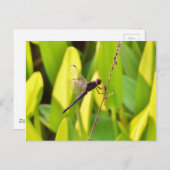 ドラゴンフライ青と黒の芝生。 ポストカード (正面/裏面)