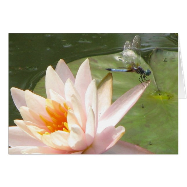 ドラゴンフライ (正面横)