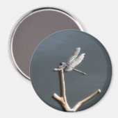 ドラゴンフライ・アット・レスト マグネット (正面/裏面)