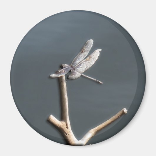 ドラゴンフライ・アット・レスト マグネット (正面)